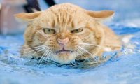 http://anticonceptionale.ro/forum/uploads/thumbs/16527_cat-in-pool.jpg